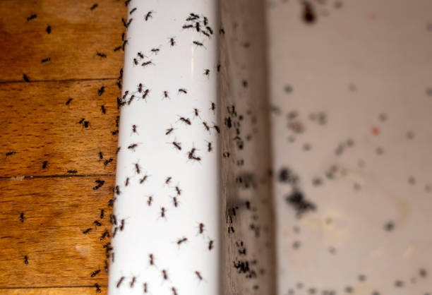 Spider Control Near Me in Richfield, UT