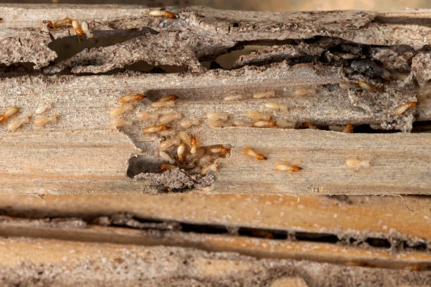 Best Pest Prevention Services  in Richfield, UT